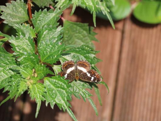 거꾸로여덟팔나비 여름형