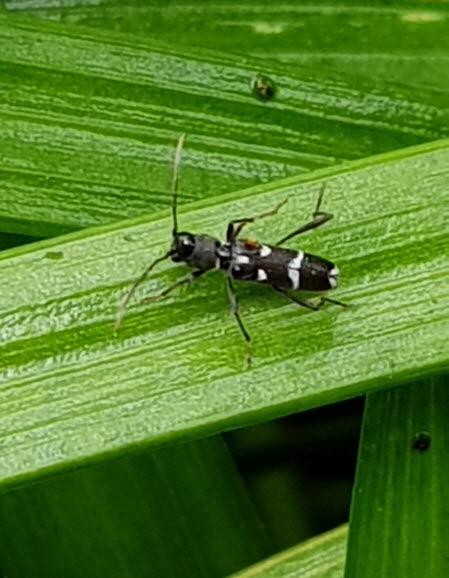 꼬마긴다리범하늘소