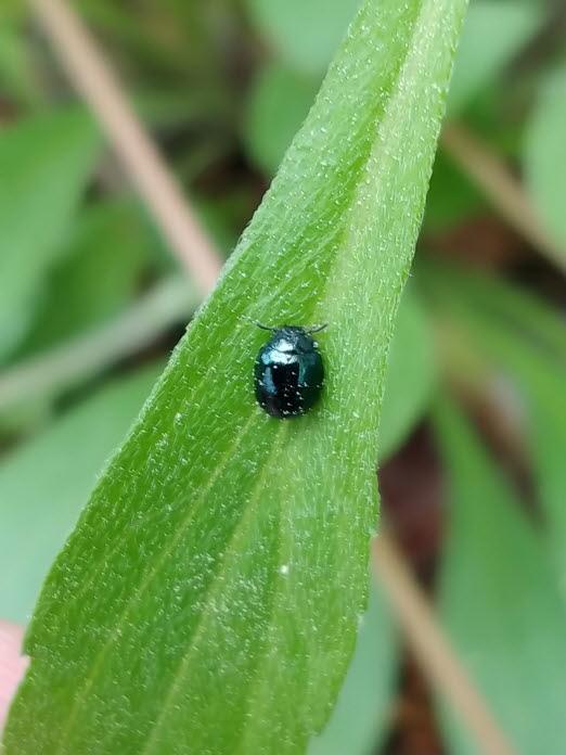 버들꼬마잎벌레