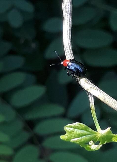 고려긴가슴잎벌레