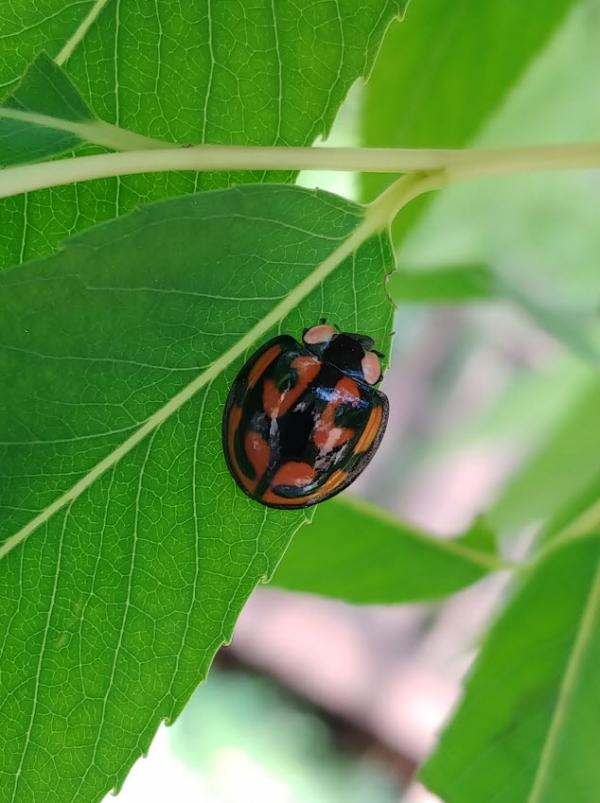 남생이무당벌레