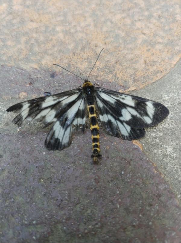 잠자리가지나방