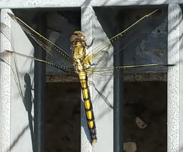 홀쭉밀잠자리 (암컷)