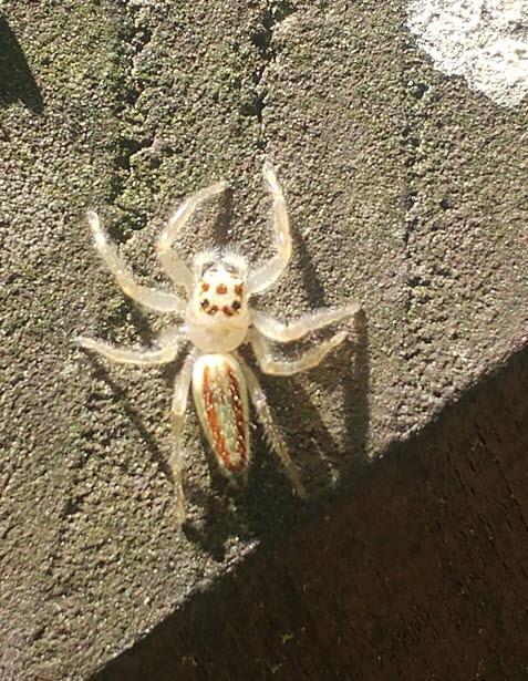 검은날개무늬깡충거미