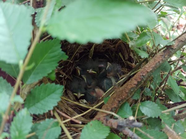 노랑턱멧새 새끼