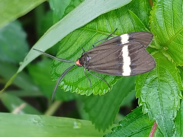 뒤흰띠알락나방