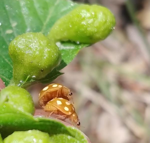 네점가슴무당벌레