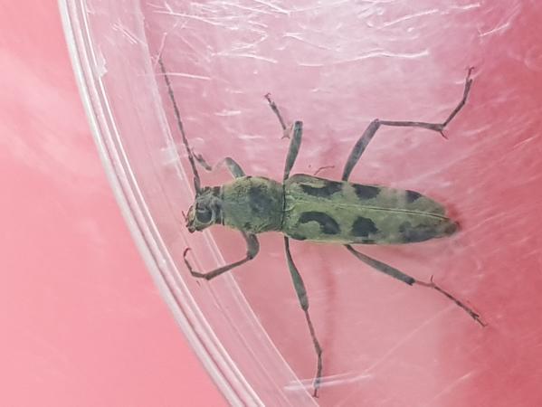 육점박이하늘소