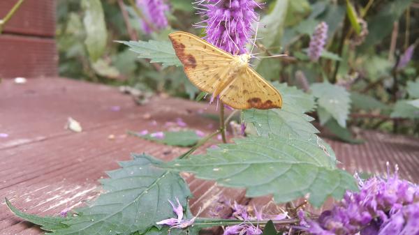 참남무갈고리나방