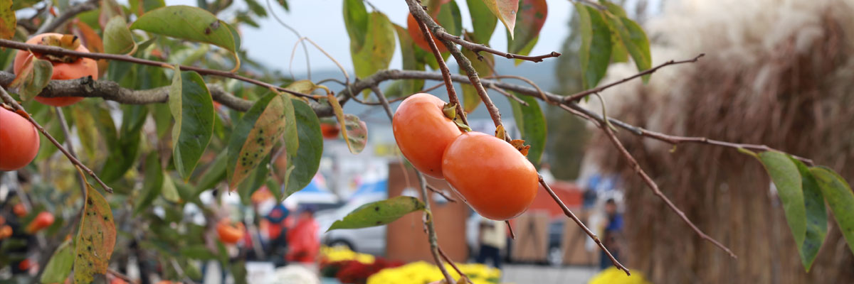 2016년 단감제 사진