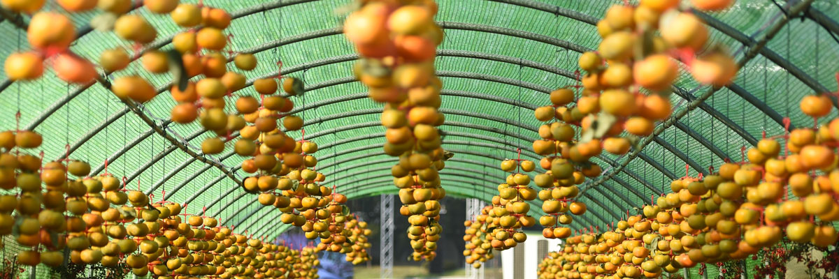 2016년 단감제 사진